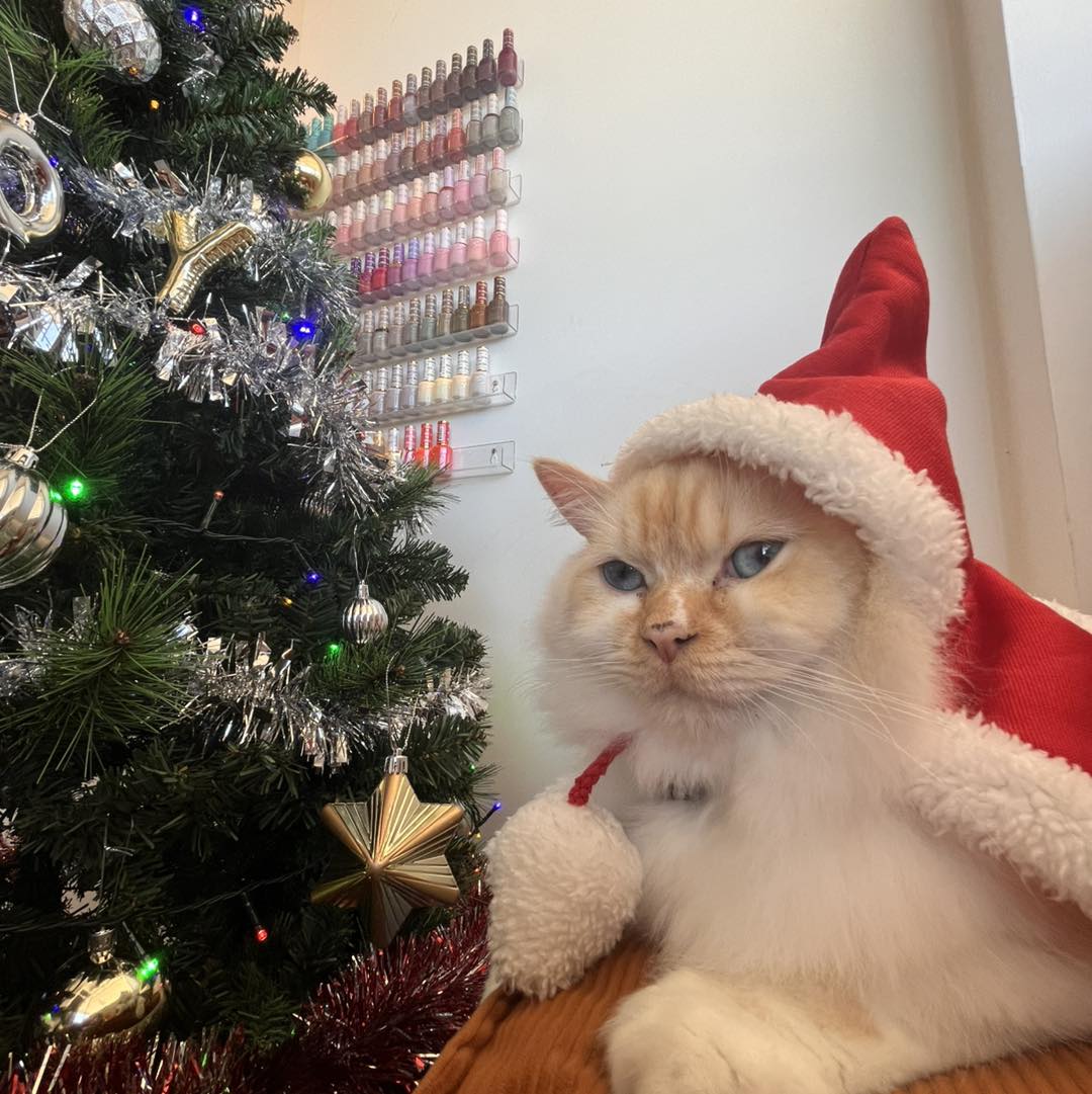 Aris the therapy cat resting at the salon